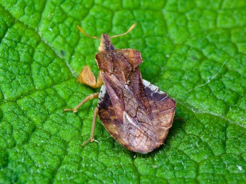 Phymata crassipes (Fabricius, 1775)